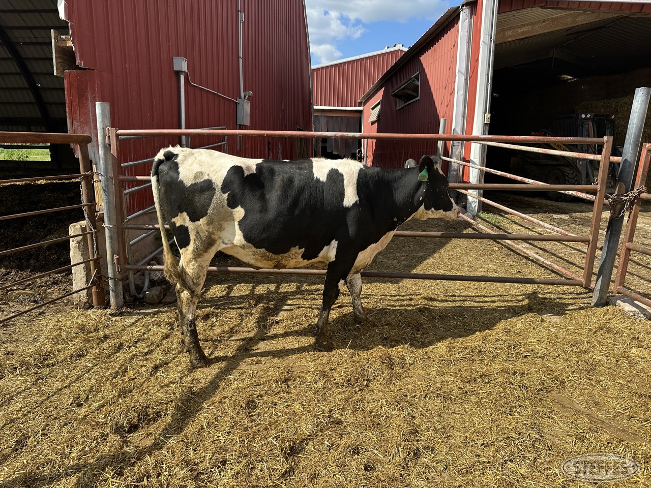 (8 Head) Holstein Dairy Heifers